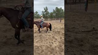 PADDYS SUGARNHONEY - Video 12
