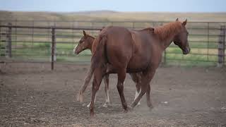 AQHA Pending - Video 2