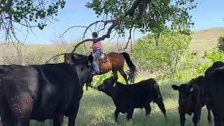 OBRYANS BIG TIMBER - Video 5