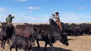 PT EDDIEST MICAH BLUE - Video 3