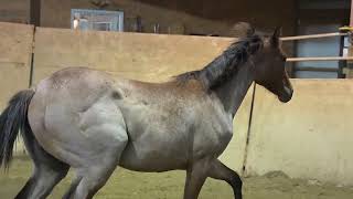 PK MISTYS DERBY DASH - Video 3