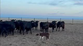 JACKIE - Stock Dog - Video 4