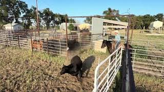 LEMMON STREAK ABOON - Video 2