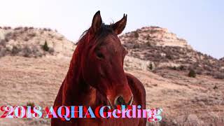 JAE BAR COLT 73 - Video 2
