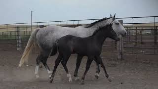AQHA Pending - Video 5