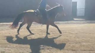 PADDYS SUGARNHONEY - Video 13