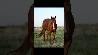 PEPPYS ONLY LEO - Video 2