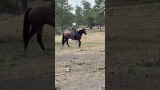 PADDYS SUGARNHONEY - Video 7