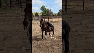 VD CHICS SMOKIN CAT - Video 4