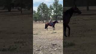 PADDYS SUGARNHONEY - Video 10
