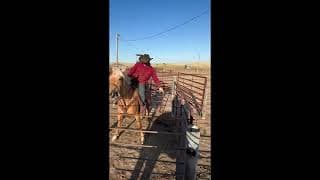 GOLDWOODSBIGSTRETCH - Video 6