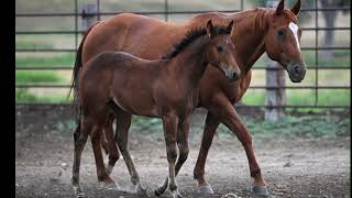 AQHA Pending - Video 4