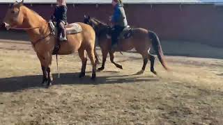 PADDYS SUGARNHONEY - Video 14