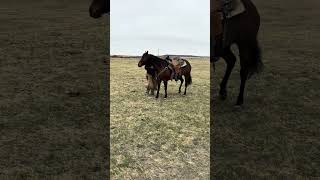 IMA HICKORY CAT - Video 15