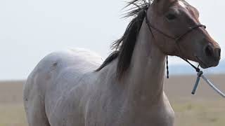 EIGHT BELOW ONCE - Video 6