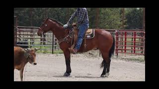 JH SENSATIONAL TEX - Video 2