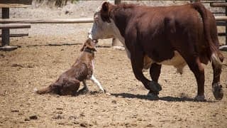 JACKIE - Stock Dog - Video 5