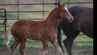 AQHA Pending - Video 7