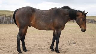 STORMYS LUCKY ROAN - Video 2