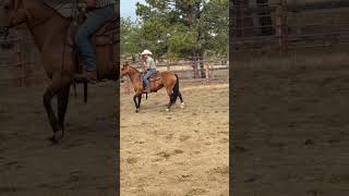PADDYS SUGARNHONEY - Video 6