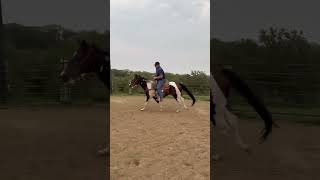BUGSY - Video 10