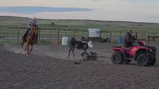 CUERVO CAT - Video 2