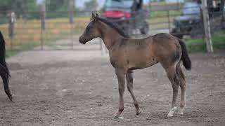 AQHA Pending - Video 5