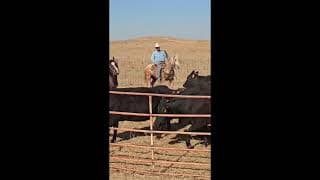 TWO EYED RODEO DUKE - Video 2