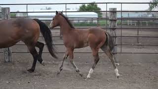 AQHA Pending - Video 4