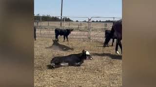STORMIN SMART CAT - Video 2