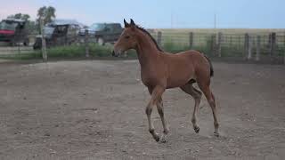 AQHA Pending - Video 9