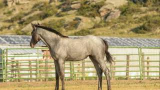 AWH DENALI MAID - Video 11