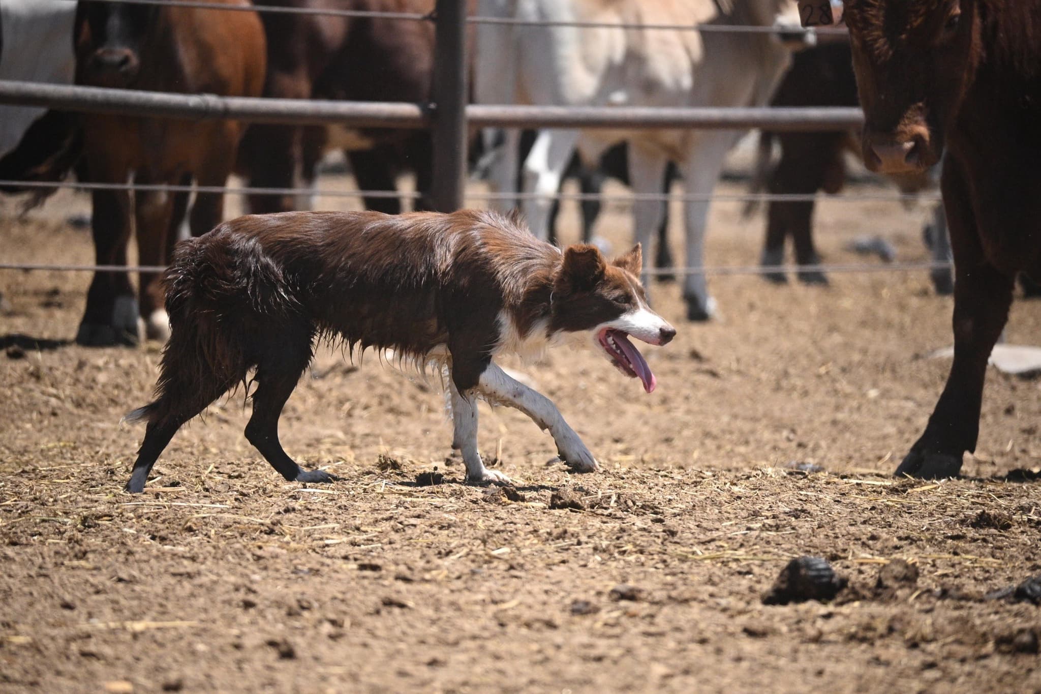 JACKIE - Stock Dog - Image 17