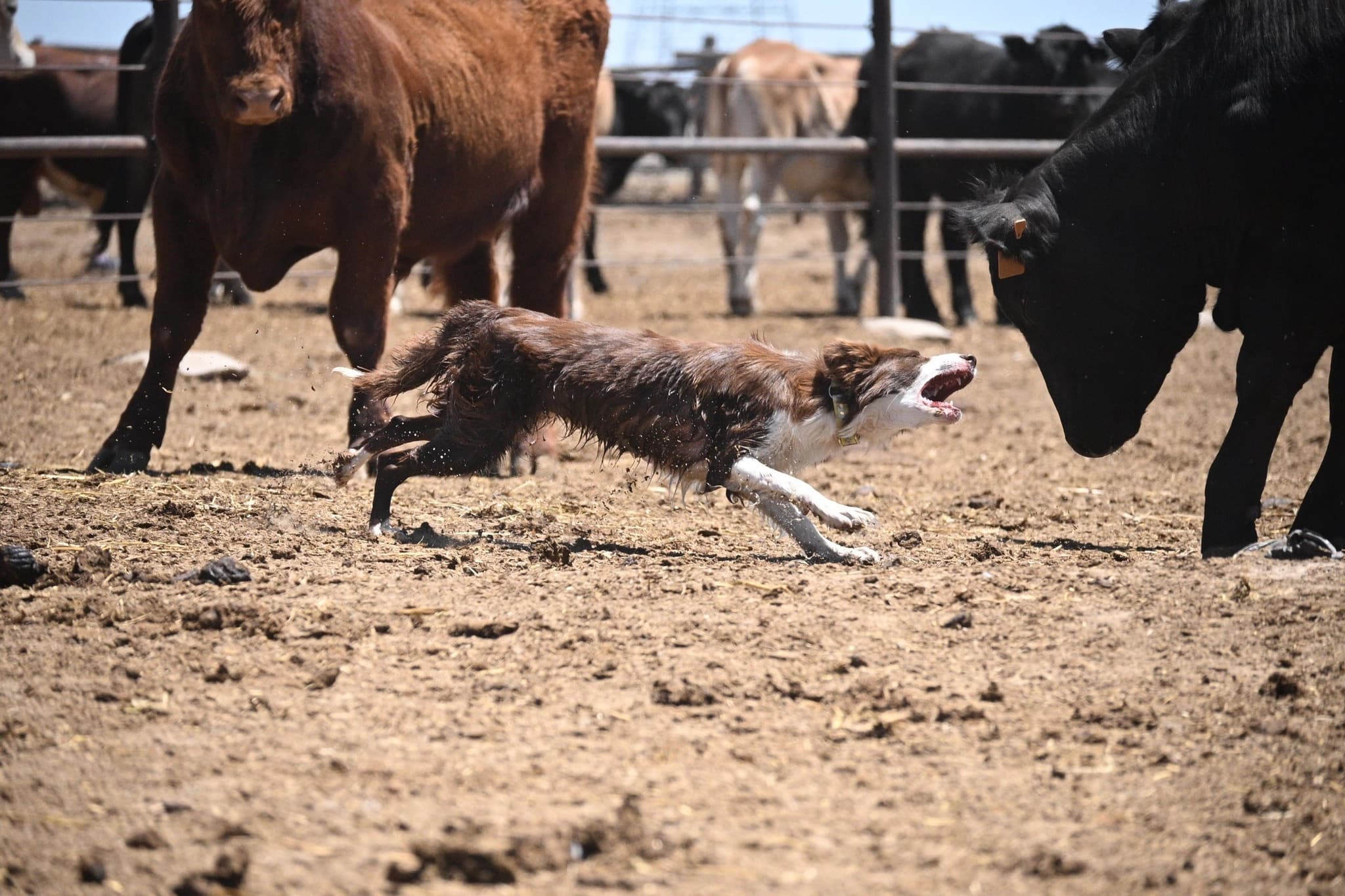 JACKIE - Stock Dog - Image 18