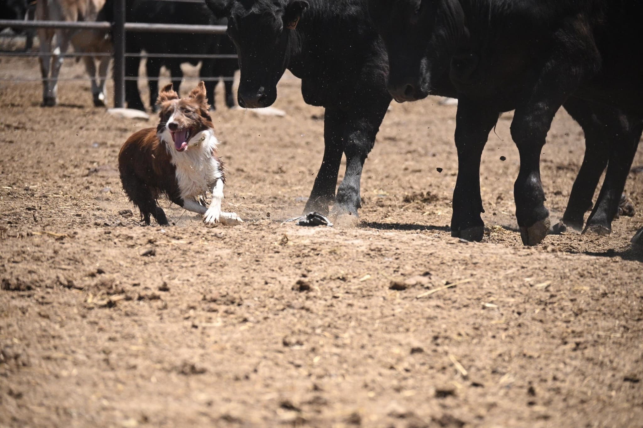 JACKIE - Stock Dog - Image 7