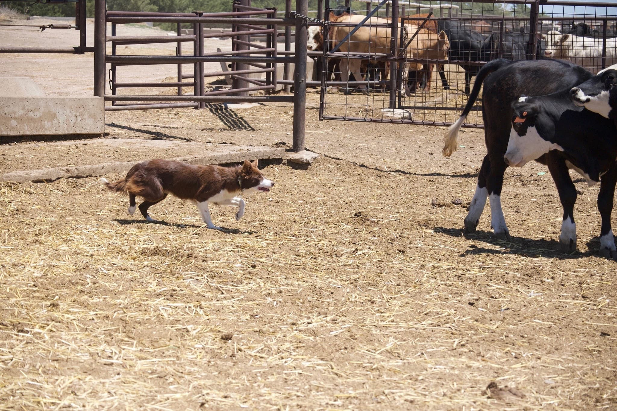 JACKIE - Stock Dog - Image 12