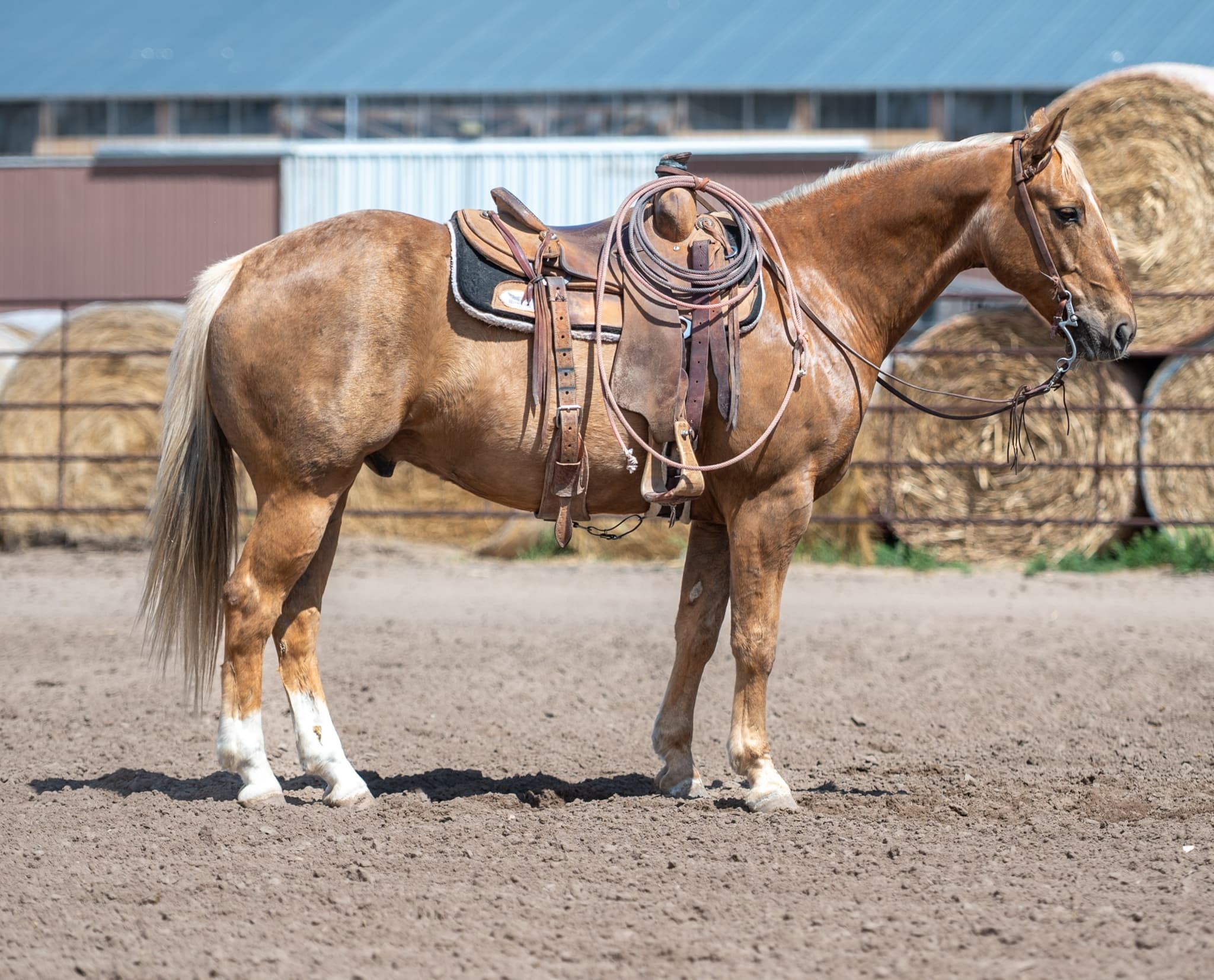 BRODY - Image 1