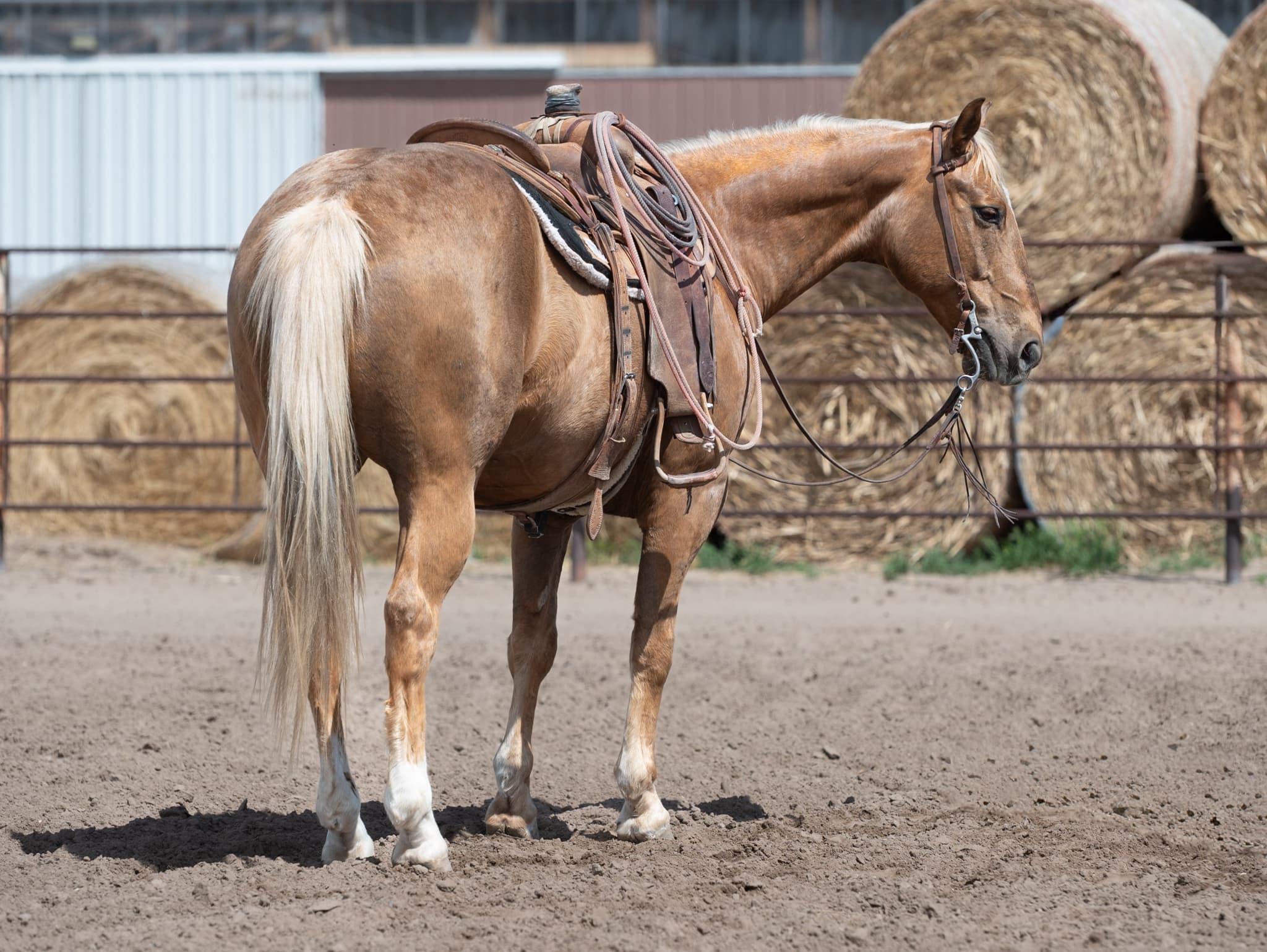 BRODY - Image 8