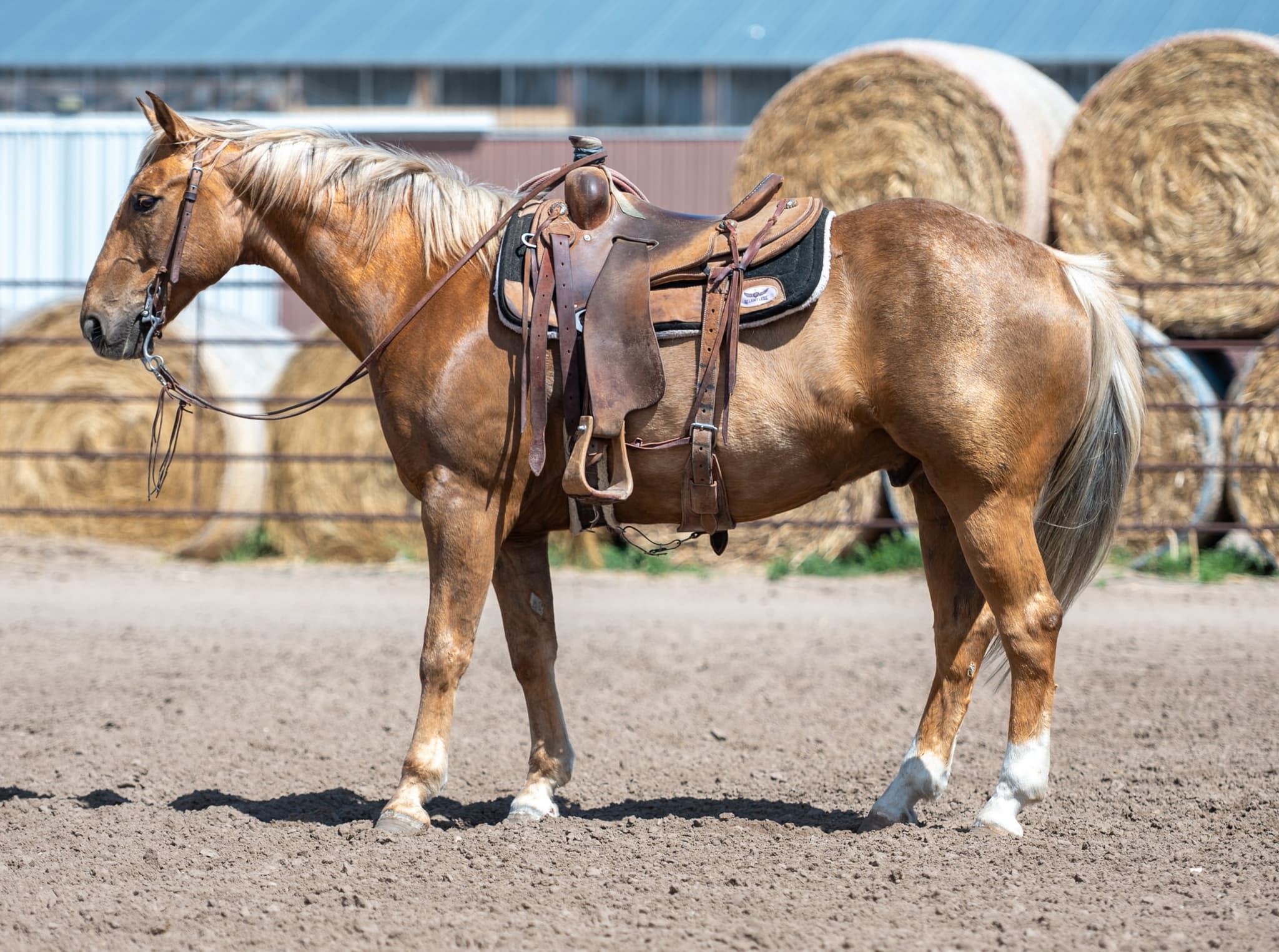 BRODY - Image 9