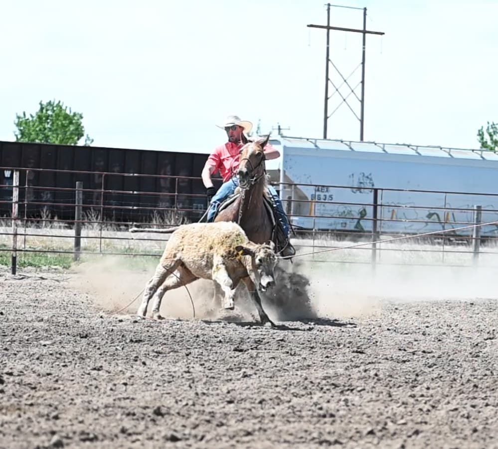 BRODY - Image 5