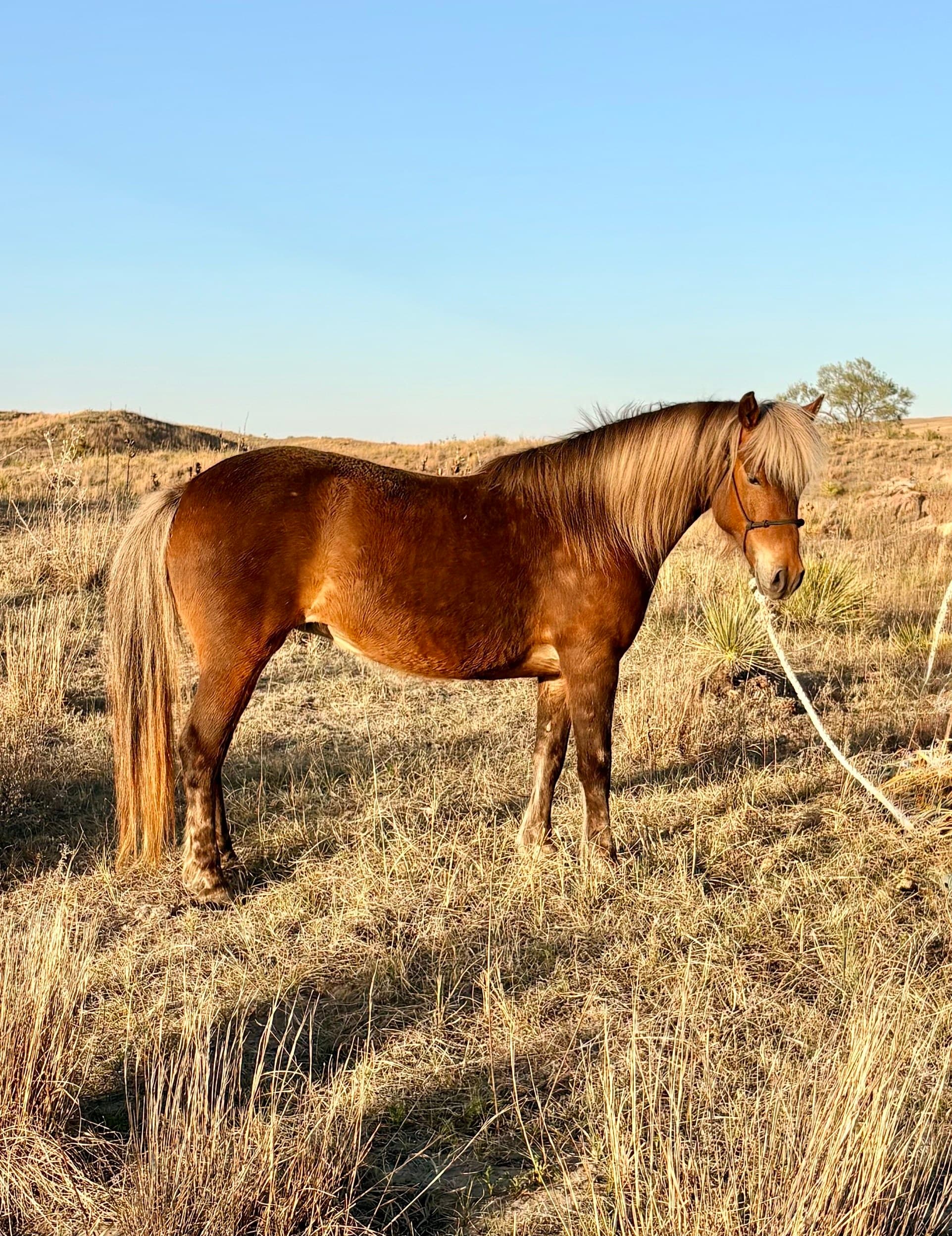 CHURRO - Image 1