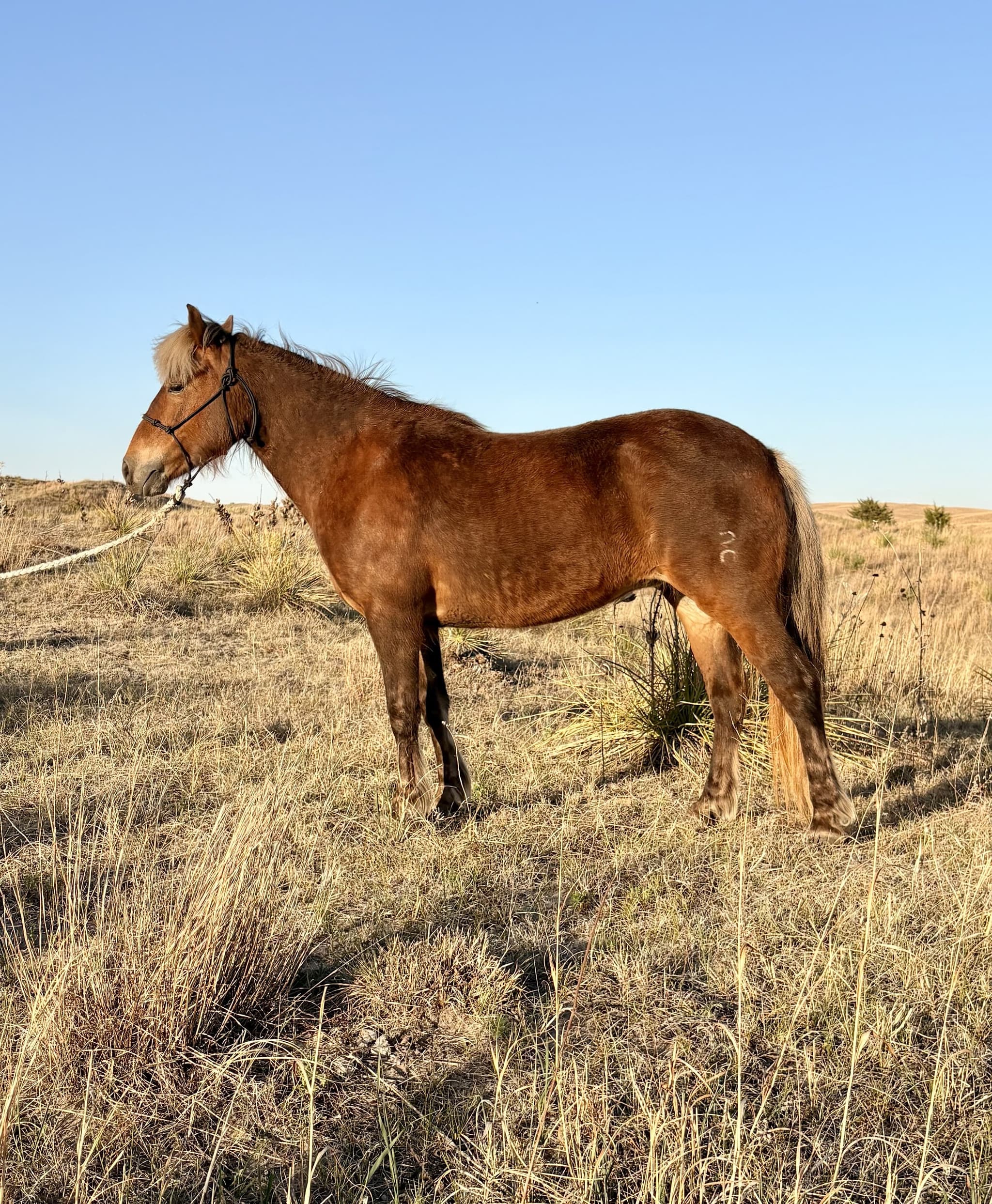 CHURRO - Image 4