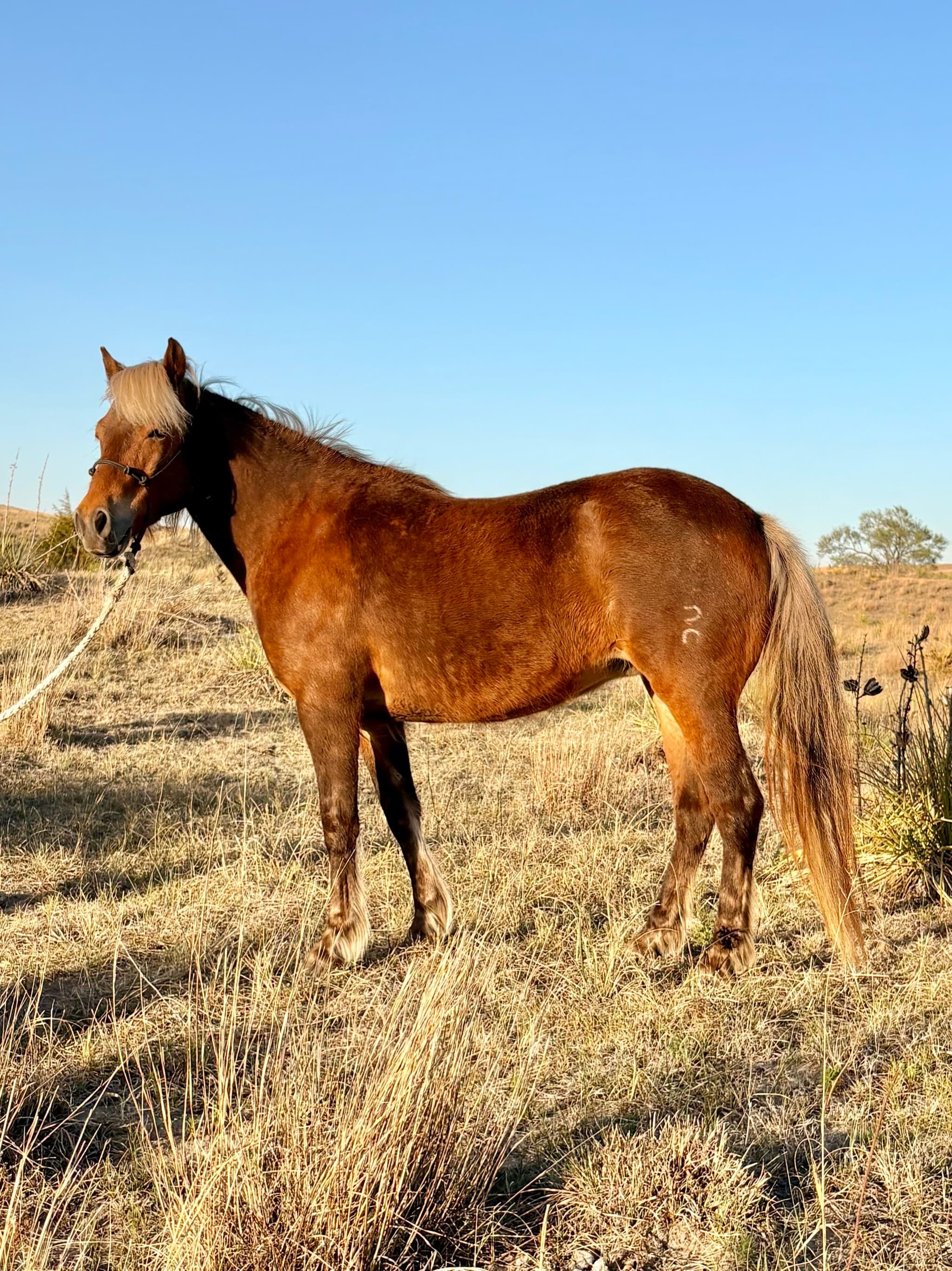 CHURRO - Image 3