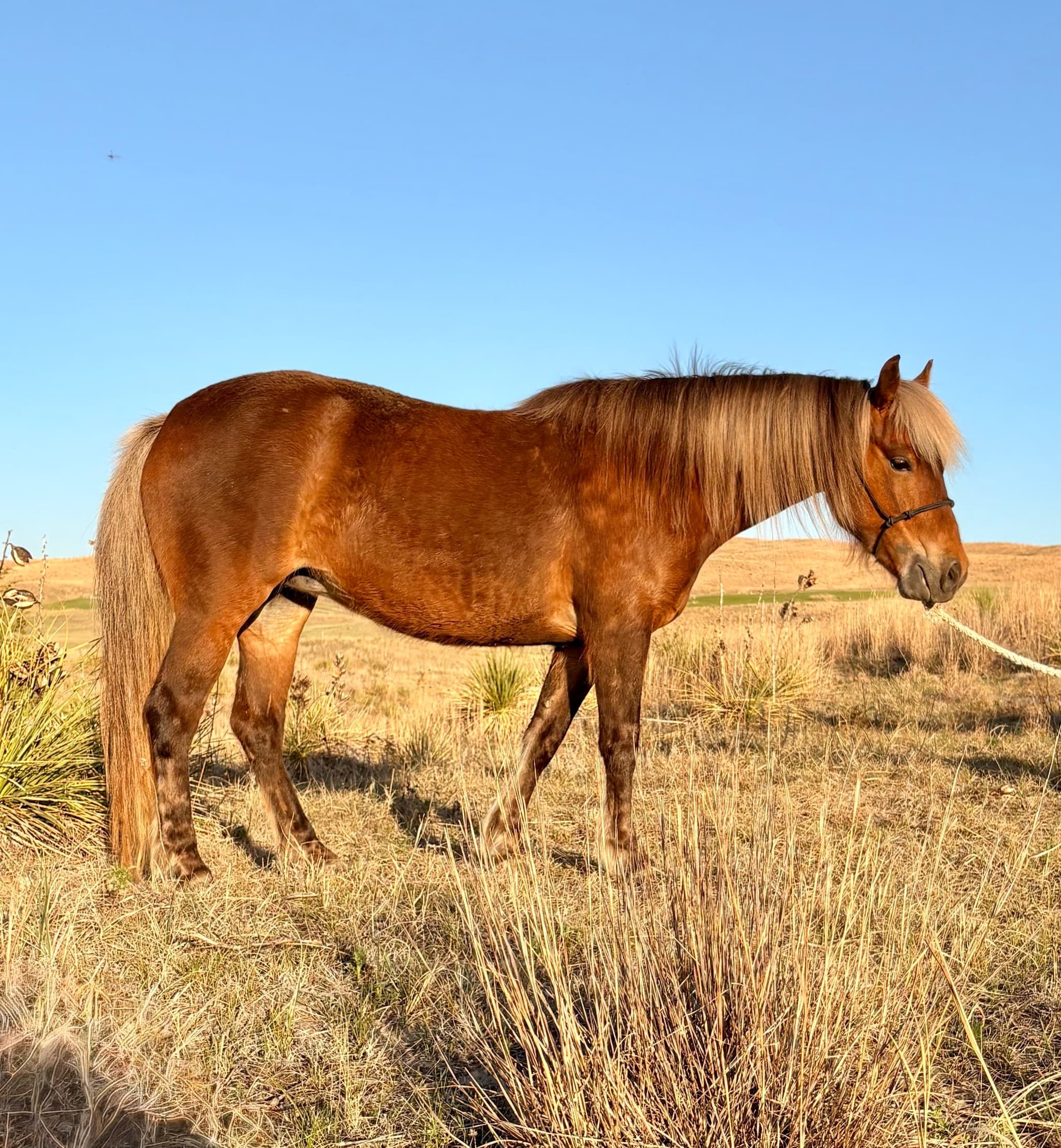CHURRO - Image 6