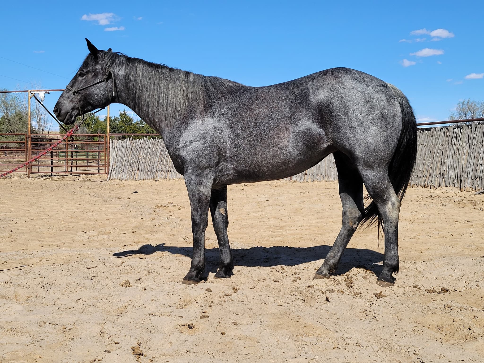 PT EDDIEST MICAH BLUE - Image 1