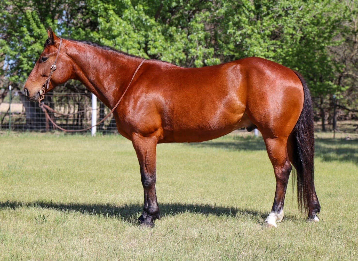 JH SENSATIONAL TEX - Image 1