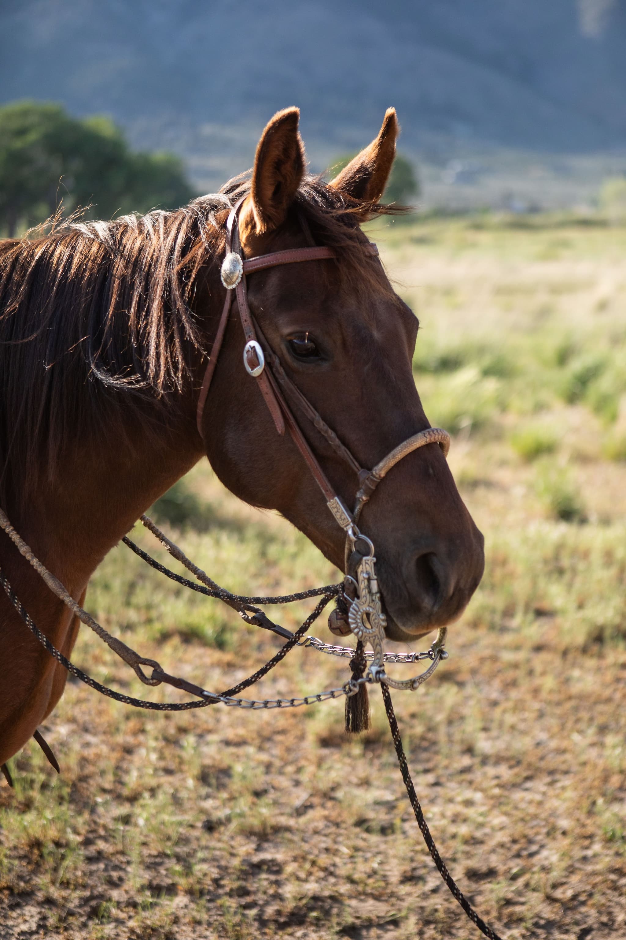 ROYAL TEXAN BOONIE - Image 10