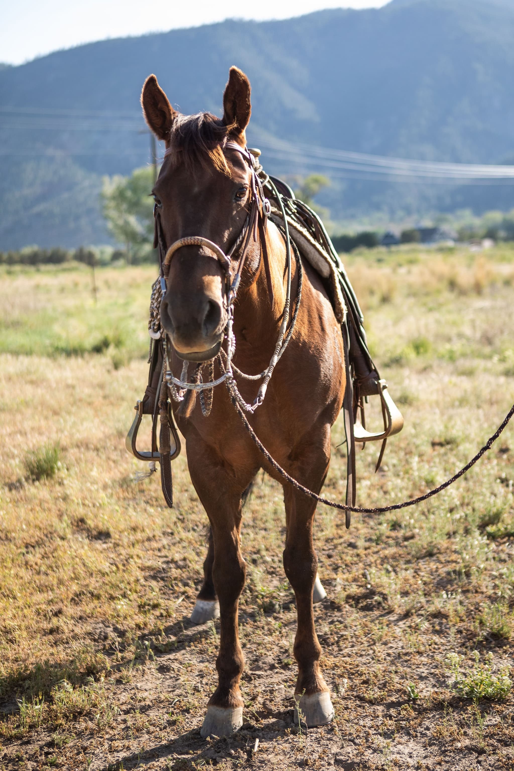 ROYAL TEXAN BOONIE - Image 11