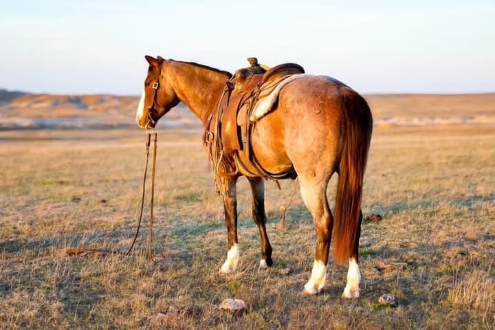 BID BRANDY - Image 5