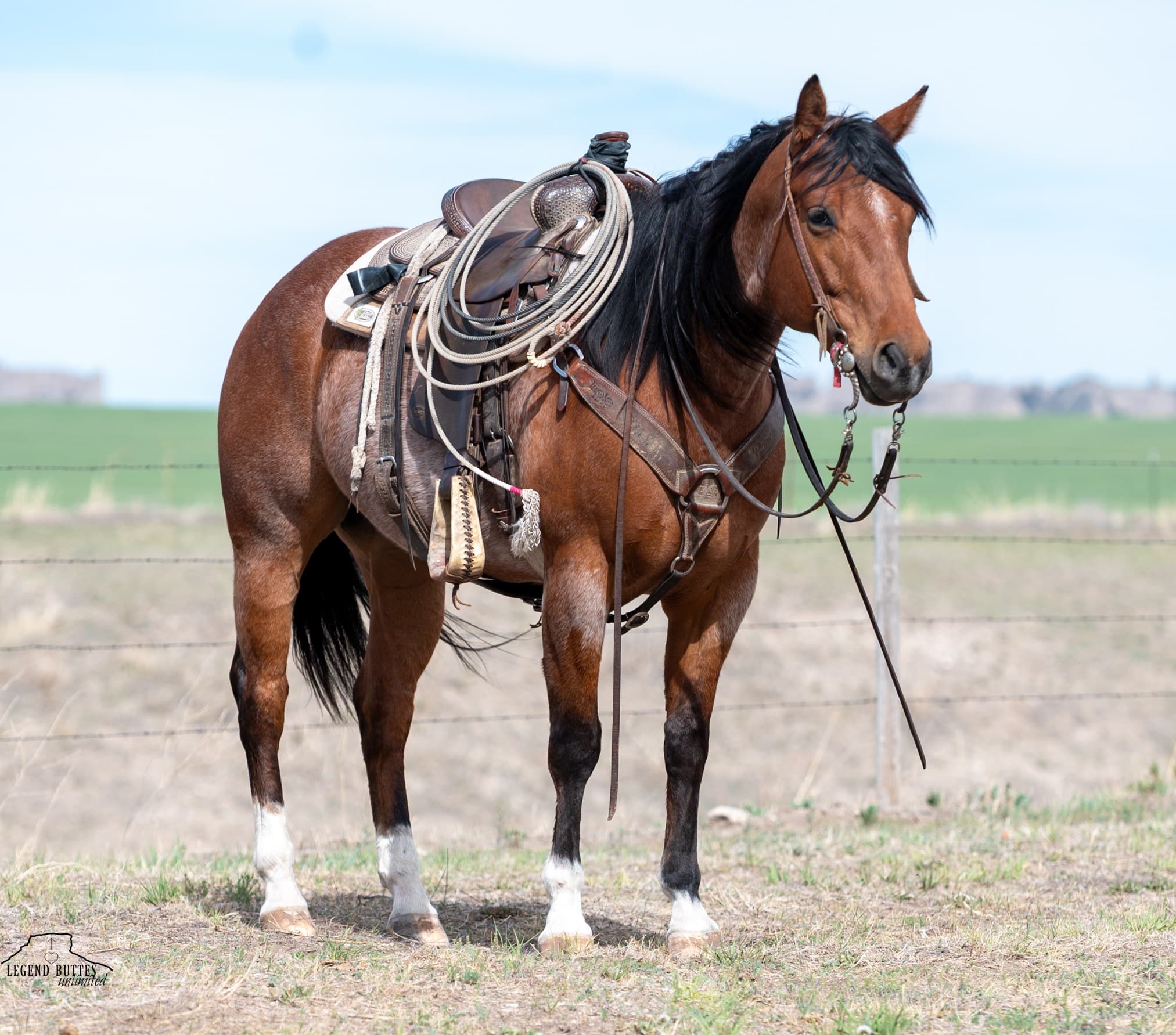 JACK N SHINE - Image 8